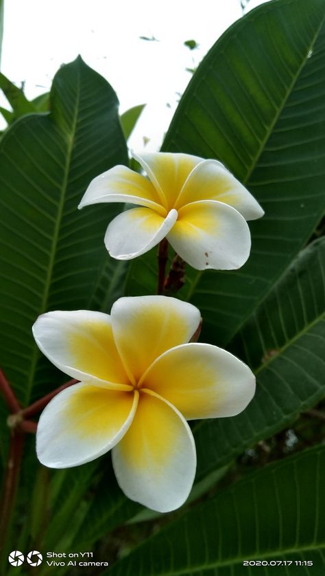 Simple Flower Reference Photo, Flowers Individual, Single Flower Picture, Flowers Single, Flowers Up Close, Single Flowers, Beautiful Flowers Photography, Plumeria Flowers, Shadow Pictures