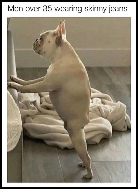 Bulldog Meme, French Bulldog Mix, Lol Funny, Funny Animal Jokes, Animal Jokes, Funny Animal Pictures, Cute Funny Animals, Bull Terrier, Bones Funny