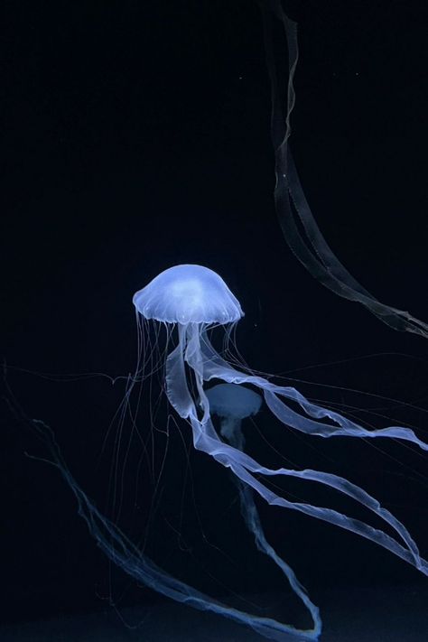 Cre:Weibo Jellyfish Pictures, Sea Jellies, Blue Jellyfish, Tinta China, Iphone Wallpaper App, Ocean Wallpaper, Ocean Vibes, Pretty Animals, Marine Biology