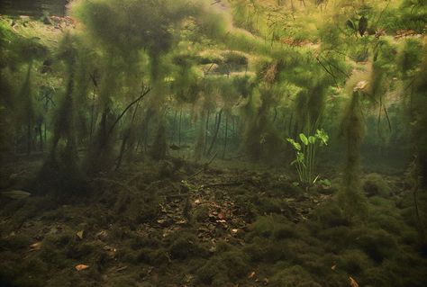 underwater in Florida Swamp Photography, The Silt Verses, Pond Underwater, Southern Reach Trilogy, Fish Oc, House Reed, Alligator Meat, Swamp Art, Southern Reach