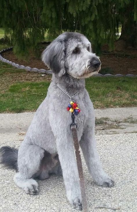 Doodle Grooming Styles Short, Sheepadoodle Summer Haircut, Bernedoodle Haircut Styles Short, Bernedoodle Haircut Styles Summer, Poodle Mix Haircut Styles, Pyredoodle Haircuts, Doodle Summer Haircut, Aussiedoodle Haircut Styles, Sheepadoodle Haircut