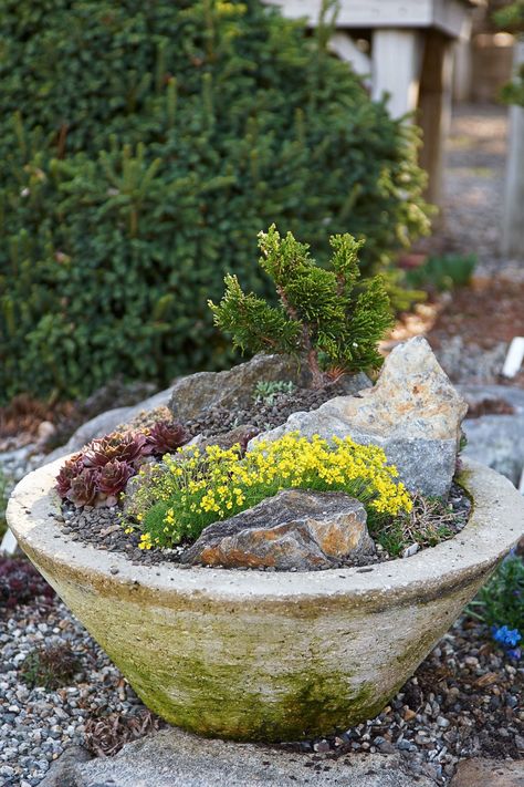 Rock Container Garden, Alpine Planter Ideas, Container Rock Garden Ideas, Alpine Garden Container, Container Rock Garden, Small Rockery Garden Ideas, Rockery Plants, Mini Rock Garden, Trough Garden