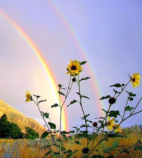 Alpine Utah, Gods Promise, Rainbow Water, Rainbow Photography, God's Promise, Pure Happiness, Baby Drawing, Beautiful Flowers Wallpapers, Water Flowers