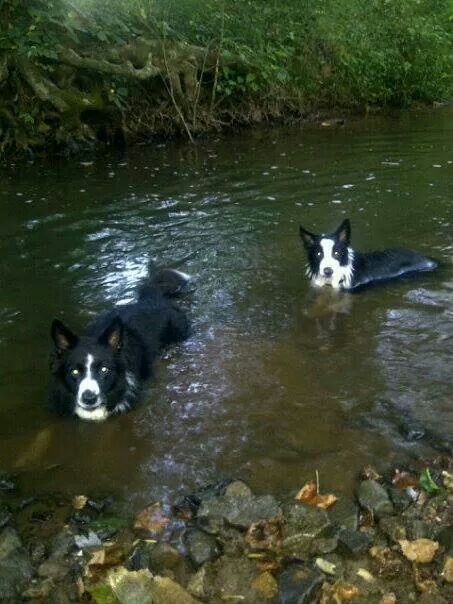 Swimming Adrien Core, Loser Core, Trail Cam, Dog Motif, Dog Pics, Herding Dogs, Water Dog, Border Collies, Animal Photos