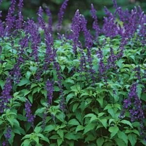 Salvia leucantha aka Mexican Bush Sage. Drought resistant & hearty in zones 9-11.   | Fine Gardening Bee Friendly Flowers, Butterfly Gardens, Long Blooming Perennials, Deer Resistant Plants, Southern Garden, Blue And Purple Flowers, Bee Garden, Plant Guide, Bee Friendly