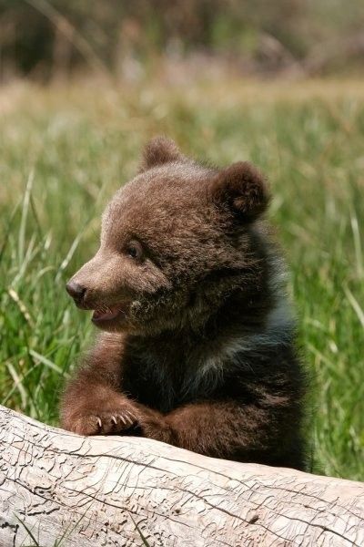 Grizzly Bear Cub, Grass Art, American Black Bear, Black Bear Cub, Spirit Bear, Wild Animals Photos, Wild Baby, Free Art Print, Young Animal