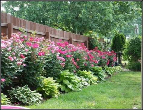 Hamptons Garden, Privacy Fence Landscaping, Landscaping Along Fence, Gardening Inspiration, Garden Shrubs, Fence Landscaping, Patio Plants, Garden Cottage, Landscaping Tips