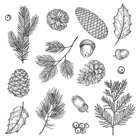 Hand drawn spruce branches and cones set... | Premium Vector #Freepik #vector #floral Illustration Forest, Ink Sketch, Hand Drawn Vector, Vector Hand, Christmas Illustration, Alphabet Illustration, Xmas Cards, Word Art, Graphic Design Illustration