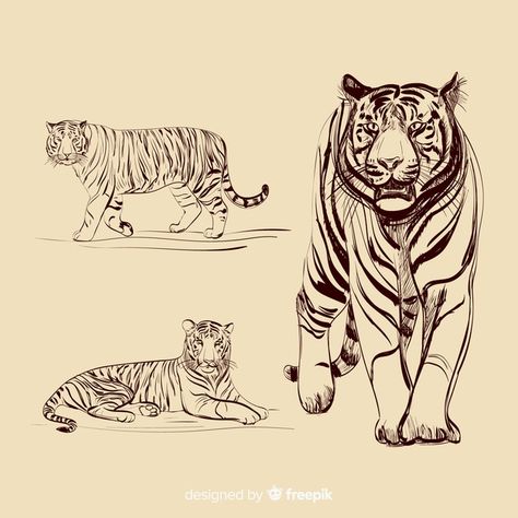 Tiger Outline, Basic Art Techniques, Animals Tiger, Tiger Walking, Side Character, Panthera Tigris, Tiger Drawing, Zine Design, Tropical Animals