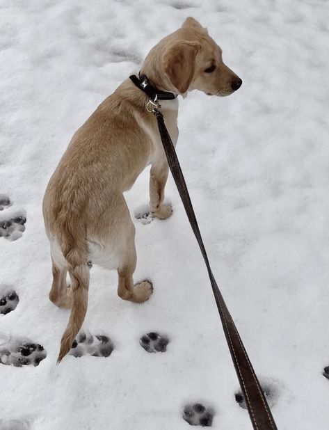 Snow Dog Aesthetic, Winter Dog Walk Aesthetic, Winter Dog Aesthetic, Dog In Snow, Winter Moodboard, Christmas Widgets, Snow Season, Vision Bored, Snow Aesthetic