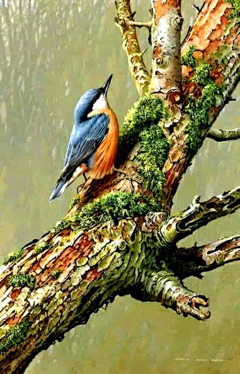 Nuthatches, Wildlife Paintings, Bird Pictures, Arte Animal, Bird Drawings, Pretty Birds, Bird Photo, Watercolor Bird, Wildlife Art