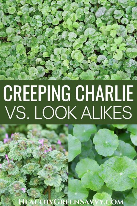 Creeping Charlie Look Alikes {Ground Ivy Identification} Glechoma Hederacea, Ground Ivy, Creeping Charlie, Foraging Guide, Herb Guide, Medicinal Wild Plants, Mustard Plant, Look Alikes, Mother Earth Living