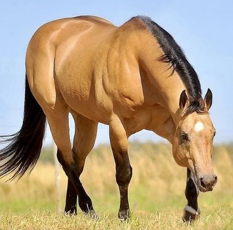 Buckskin Aqha Stallion, Horses Photography, Buckskin Horse, Horse Markings, Gorgeous Horses, Quarter Horses, American Quarter Horse, Most Beautiful Horses, Majestic Horse