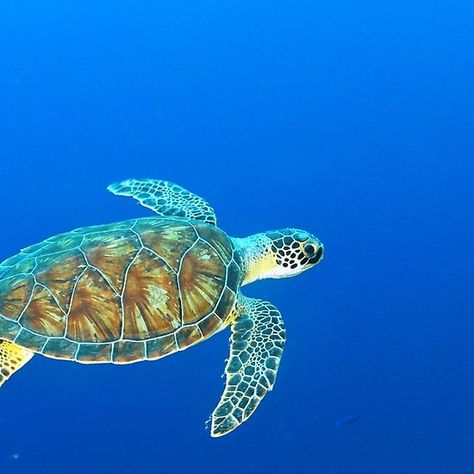 Hawksbill Sea Turtle Sea Turtle Images, Hawksbill Sea Turtle, Hawksbill Turtle, Whale Art, Aquatic Animals, Endangered Animals, Ocean Animals, Endangered Species, Sea Creatures