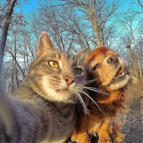 Animalsluxury on Instagram: “When your selfie game is strong 🐱😍 Tag a friend who loves taking selfies😜 Tag someone who may like this 🤗 📷@discovervacations” Cat Hug, Cat Selfie, Dog Selfie, Cat Icon, Cute Cats And Dogs, Funny Cat Videos, Funny Animal Pictures, Pretty Cats, Animals Friends