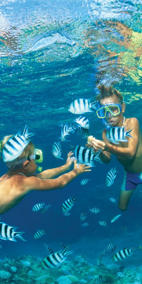 kids snorkeling, underwater Whatsapp Info, Fiji Travel, شرم الشيخ, Egypt Tours, Adventure Holiday, Visit Egypt, Egypt Travel, Island Tour, The Paradise