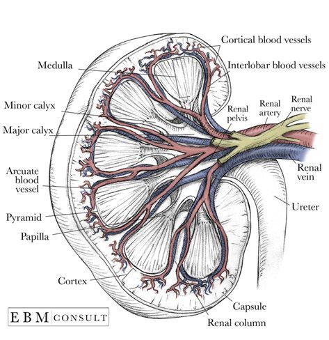 Kidney Anatomy Cross Section Image Kidney Images, Arteries Anatomy, Kidney Anatomy, Medical Drawings, Anatomy Images, Vet Medicine, Medical Student Study, Medicine Student, Medical School Inspiration