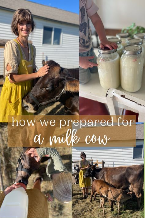 How we prepared for a milk cow - Wilson Homestead Homestead Blog, Natural Medicine Cabinet, Raising Farm Animals, Cow House, Black Oil Sunflower Seeds, Mini Cows, Future Farms, Dairy Cows, Backyard Farming