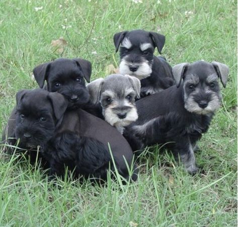 Schnauzers Miniature, Toy Schnauzer, Friendly Dogs, Mini Schnauzer Puppies, Schnauzer Puppies, Standard Schnauzer, Secret Meeting, Mini Schnauzers, Miniature Schnauzer Puppies