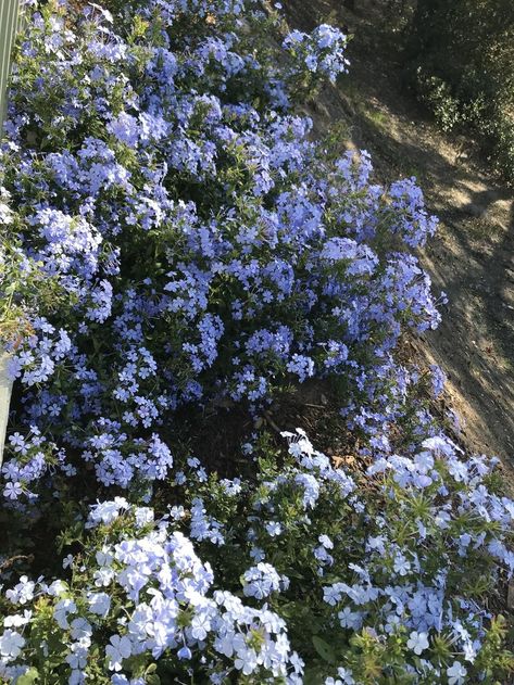 Cape Leadwort Flower, Plumbago Auriculata, Blue Plumbago, Orchid Fertilizer, Evergreen Flowers, Imperial Blue, Blue Plants, Chinese Money Plant, Backyard Greenhouse