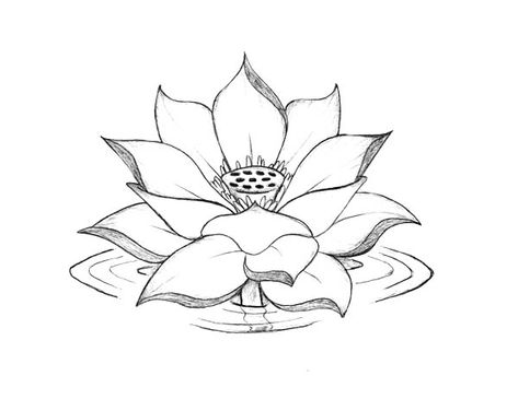 Lotus Flower Colors, Lotus Flower Images, Lotus Flower Drawing, Lotus Drawing, Lotus Flower Painting, Lotus Flower Mandala, Lotus Flower Art, Water Coloring, Flower Blooming