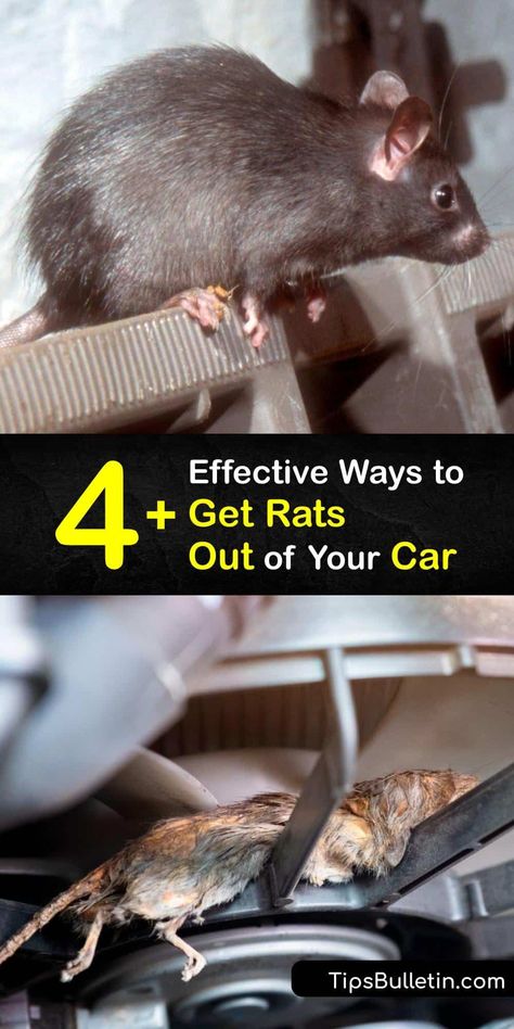 Discover ways to get rats out of your car and the engine compartment and prevent a rodent infestation. A rat infestation is devastating to a vehicle since they chew on wires in the car engine. Luckily, a mouse trap and deterrent sprays keep rodents out of the car. #howto #get #rats #out #car Natural Rat Repellent, Mouse Deterrent, Killing Rats, Rat Infestation, Rat Repellent, Diy Bug Spray, Getting Rid Of Rats, Rodent Repellent, Mice Repellent