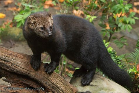 Fisher (Martes pennanti / Pekania pennanti). Photo by TKOutdoor Photography (at https://www.flickr.com/photos/tkoutdoors/6074059301/). Fisher Cat Pictures, Anthro Design, Fisher Animal, Fisher Cat, Animal Inspiration, Animal Reference, American Games, Cat Reference, Cat Photos