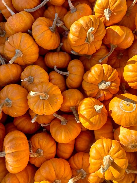 #pumpkins #fall #nature Fall Nature, Baby In Pumpkin, Pumpkins, Nature