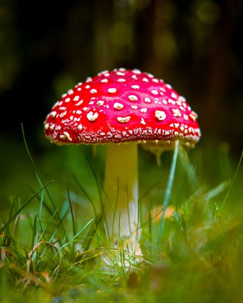 Iphone Wallpaper Mushroom, Wallpaper Mushroom, Fall Iphone Wallpaper, Red And White Mushroom, Mushroom Images, Mushroom Plant, Mushroom Wallpaper, Mushroom Pictures, Fly Agaric