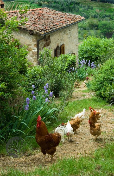 Chickens And Roosters, Country Scenes, Down On The Farm, Haiwan Peliharaan, Old Stone, Stone House, Chickens Backyard, The Grass, Country Living