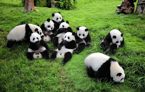 #pandas #cute #animal China Scenery, Panda Babies, Giant Panda Bear, Baby Panda Bears, Unusual Facts, Giant Pandas, Panda Bears, Panda Love, Giant Panda