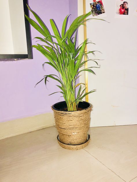 Decor Erica palm indoor plant Palm Indoor Plant, Indoor Plant, Indoor Plants, Planter Pots, Plants