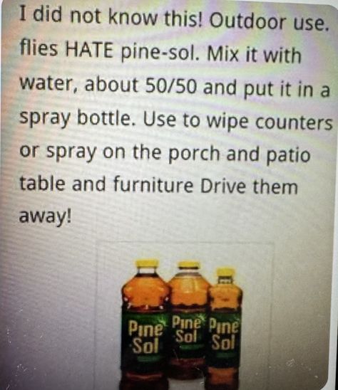 Pine Sol, Get Rid Of Flies, Mosquito Trap, Homemade Cleaning Solutions, Household Cleaning Tips, Cleaning Recipes, Simple Life Hacks, Insect Repellent, Diy Life Hacks