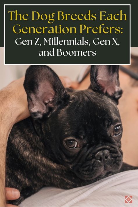 Discover the most popular dog breeds among Gen Z, Millennials, Gen X, and Boomers! 🐶 From loyal protectors to pint-sized lap dogs, find out which breeds each generation loves the most. German Shepherd Husky, Different Generations, Popular Dog Breeds, Most Popular Dog Breeds, What Dogs, Lap Dogs, Different Dogs, Popular Dog, Dog Images