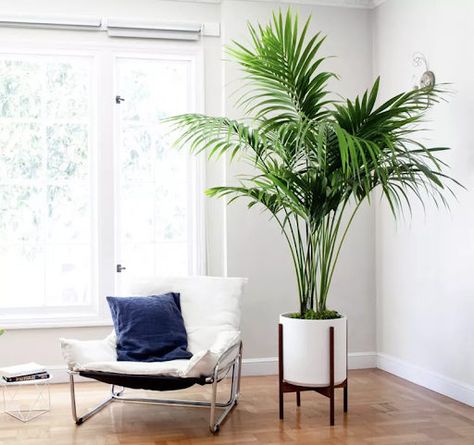 If you've been wondering which houseplants will thrive in your living room, we've got some suggestions. We tapped plant stylist Renée Christensen for a rundown on houseplants that will work best based on your lifestyle and lighting—see her suggestions here. Houseplants Safe For Cats, Indoor Palm Trees, Indoor Palms, Kentia Palm, Large Indoor Plants, Living Room Plants, Best Indoor Plants, House Plants Indoor, Sitting Room