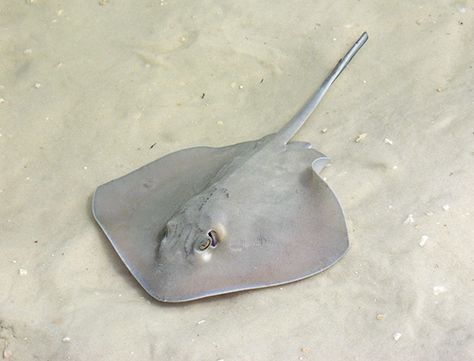 A guide to the types of jellyfish and stingrays local to Hilton Head and what to do when you have a sting. Southern Stingray, Baby Stingray, Types Of Jellyfish, Jellyfish Sting, Stingray Fish, Dumbo Octopus, Ikan Air Tawar, Sea Quilt, Air Tawar