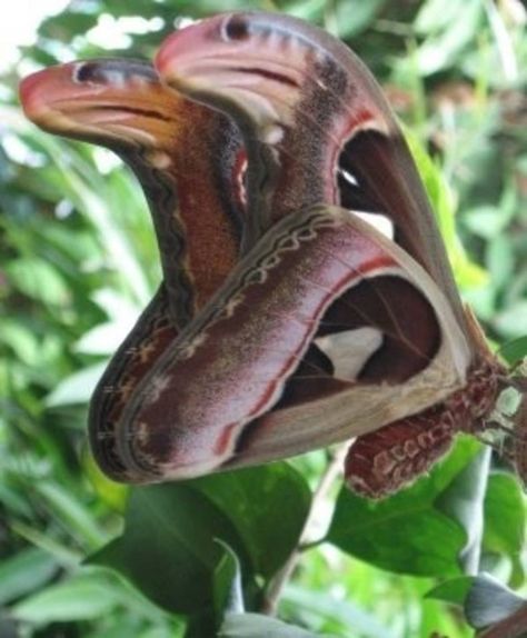 Snake Heads, Bizarre Animals, Atlas Moth, Cool Insects, Moth Wings, Moth Caterpillar, Cobra Snake, Animale Rare, Beautiful Bugs