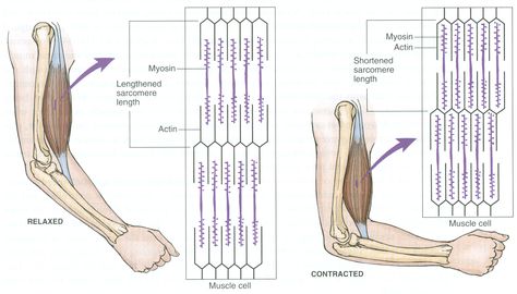 Muscle contraction and relaxation at the sarcomere level. Contractions Activities, Muscle System, Medical Assistant Student, Exercise Physiology, Muscle Contraction, Basic Anatomy And Physiology, Muscular System, Skeletal Muscle, Human Body Anatomy