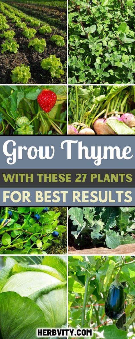 Grow Thyme, Herb Companion Planting, Thyme Garden, Growing Thyme, Cold Frame Gardening, Thyme Plant, Herbal Tea Garden, Companion Planting Vegetables, Companion Gardening