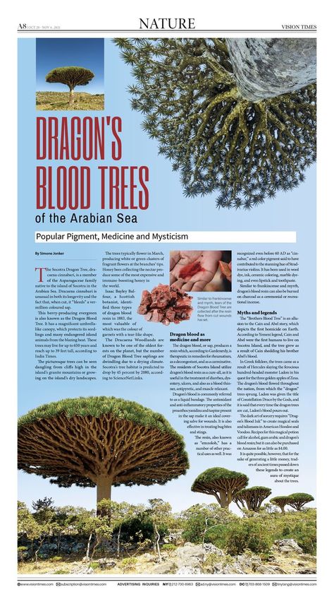 Dracaena Cinnabari, Vermillion Color, Socotra Island, Dragon Blood Tree, Flower Mandalas, Socotra, Dragon Tree, Red Pigment, Tree Species