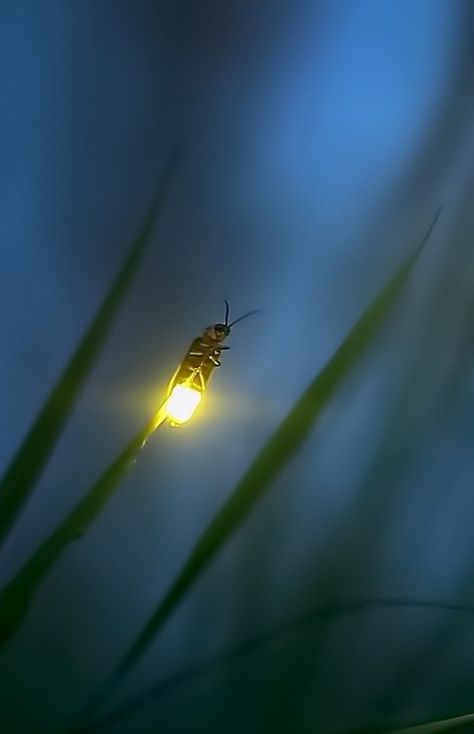 Matka Natura, Foto Tips, A Bug, استوديو الصور, Amazing Nature, Belle Photo, Beautiful Creatures, Nature Beauty, Natural World