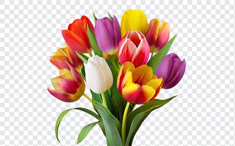 Tulip Flowers PNG Tulip Flowers Png, Flowers Png Hd, Tulip Png, Flower Bouquet Png, Red Rose Bouquet, Flowers Png, Png Hd, Daffodil Flower, Sunflower Png