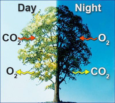 Plant Respiration, Respiration In Plants, Photosynthesis Projects, Photosynthesis Activities, Teaching Plants, Biology Plants, Biology Facts, Interactive Science, Science Notebooks