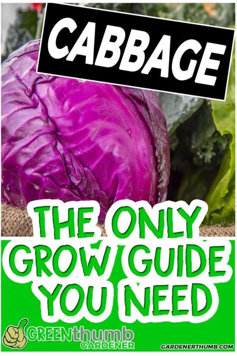 Growing cabbage for your garden is not as difficult as many think. You can easily grow cabbage from seed or grow cabbage in containers or a pot. The cabbage growing tips that you will learn will make you a successful gardener if you apply the information in this guide. You might learn all about sauerkraut too. This mega guide to grow cabbage is all you really need to get started. #growcabbage #cabbagetips Cabbage In Containers, Cabbage Growing, Grow Cabbage, Growing Cabbage, Glowing Garden, Cabbage Varieties, Cabbage Plant, Cabbage Seeds, Indoor Vegetables