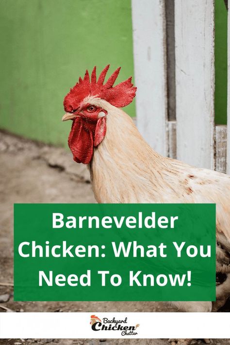 Barnvelder Chickens, Breeding Chickens, Barnevelder Chicken, Chicken Breeds For Eggs, Brown Egg, Day Old Chicks, Farm Living, Brown Eggs, Organic Eggs