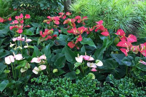 Fall Borders, Flamingo Flower, Evergreen Garden, Garden Plant Pots, Liquid Fertilizer, Buy Plants, Organic Matter, Plant Combinations, Types Of Soil