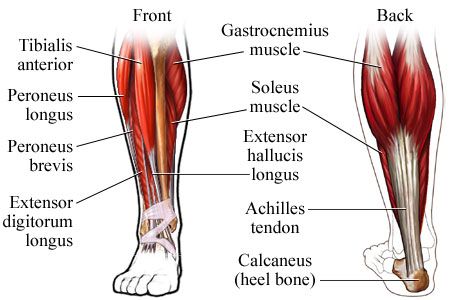 Calf Anatomy Front Back Calf Anatomy, Leg Muscles Anatomy, Best Calf Exercises, Calf Training, Lower Leg Muscles, Leg Anatomy, Calf Exercises, Anatomy Lessons, Big Calves