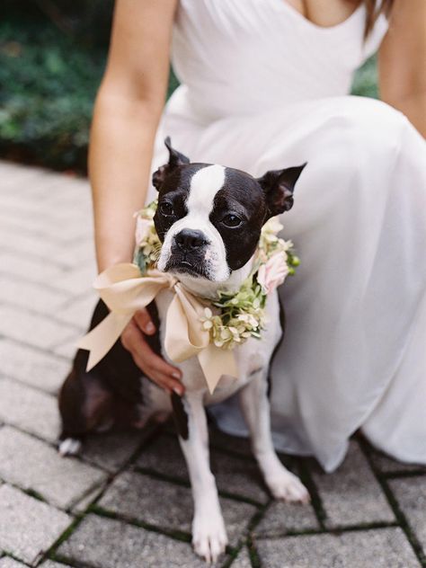 Flower Collar Dog Wedding, Wearable Florals, Wedding Dogs, Dog Wedding Outfits, Dog Flowers, Elopement Photoshoot, Wedding Photo List, Ring Bearer Dog, Wedding Stills