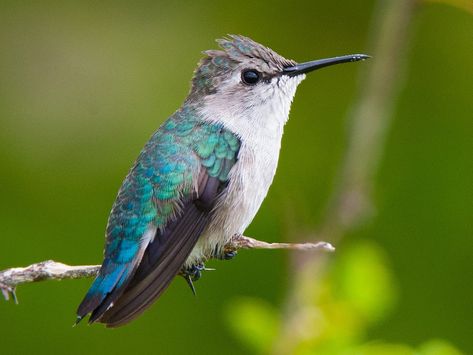 Feathered Dinosaurs, Bee Hummingbird, Hummingbird Nectar, Woodland Flowers, Tiny Bird, Wildlife Photos, Red Head, Weird Creatures, Bird Photo