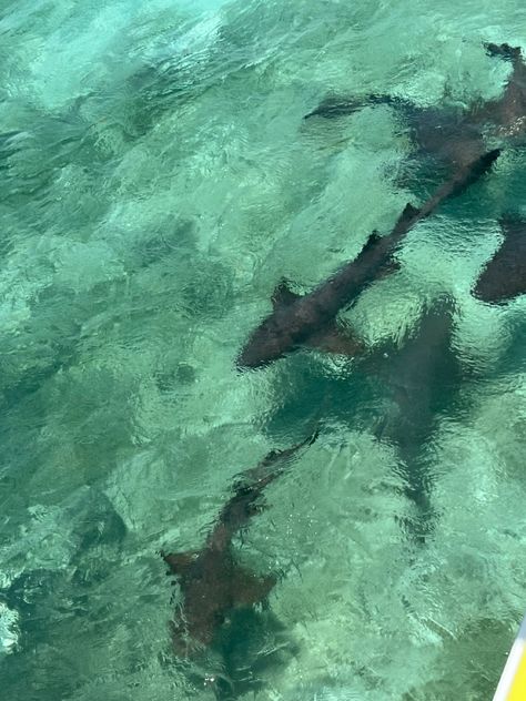 #overwater #shark #nurseshark #water Green Shark Aesthetic, Nurse Shark Wallpaper, Shark Ipad Wallpaper, Shark Phone Theme, Shark Desktop Wallpaper, Shark Wallpaper Laptop, Shark Aesthetics, Silly Sharks, Shark Background